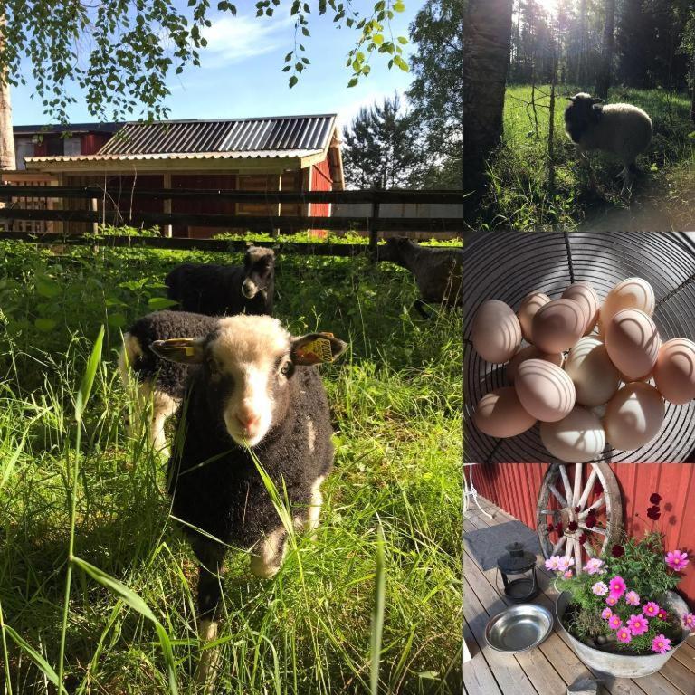 Affittacamere Lillemyrsgarden Forshaga Esterno foto