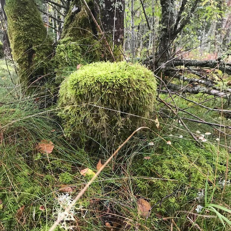 Affittacamere Lillemyrsgarden Forshaga Esterno foto